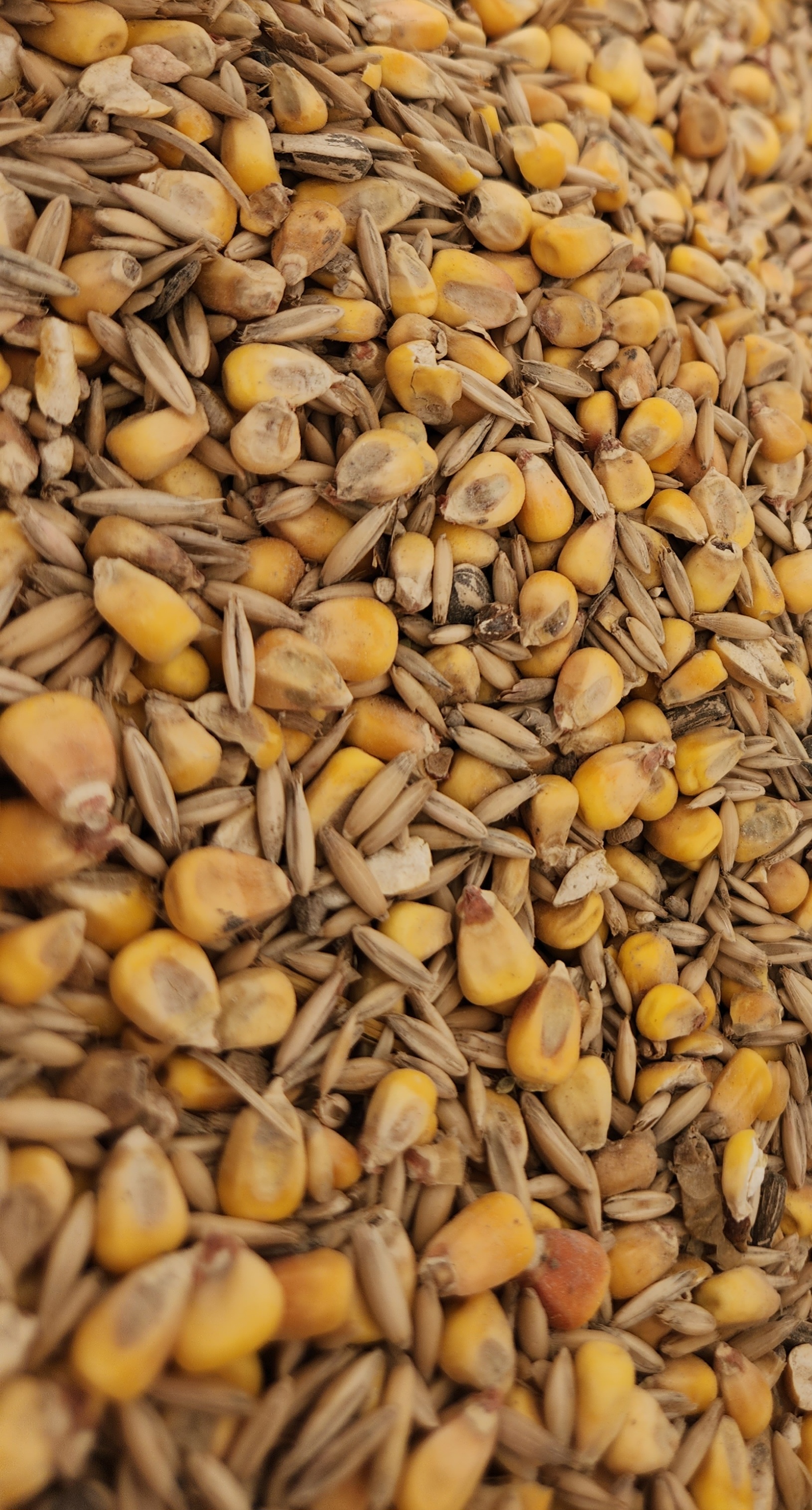 Corn/Oats Mix