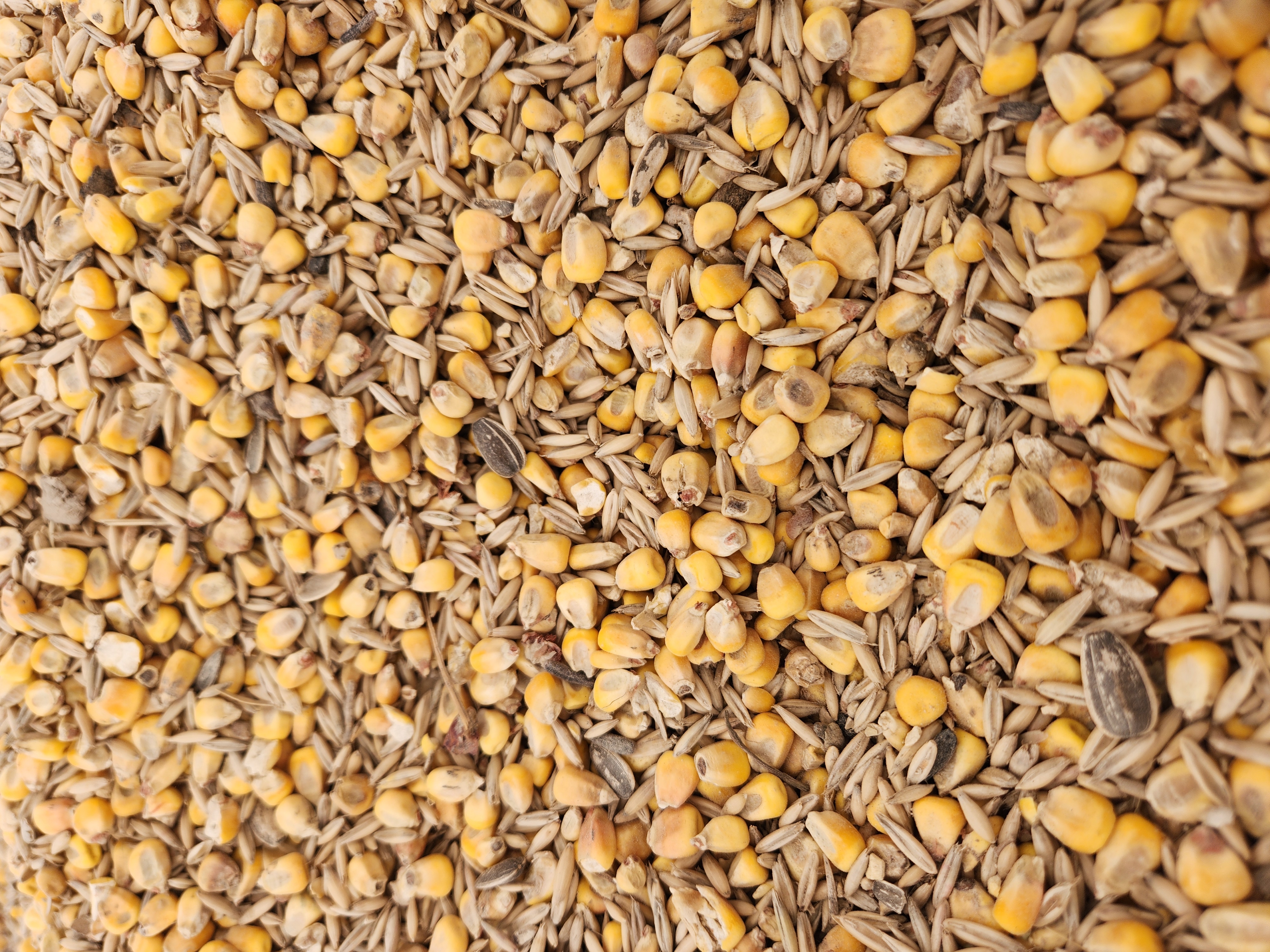 Corn/Oats/Sunflower Blend