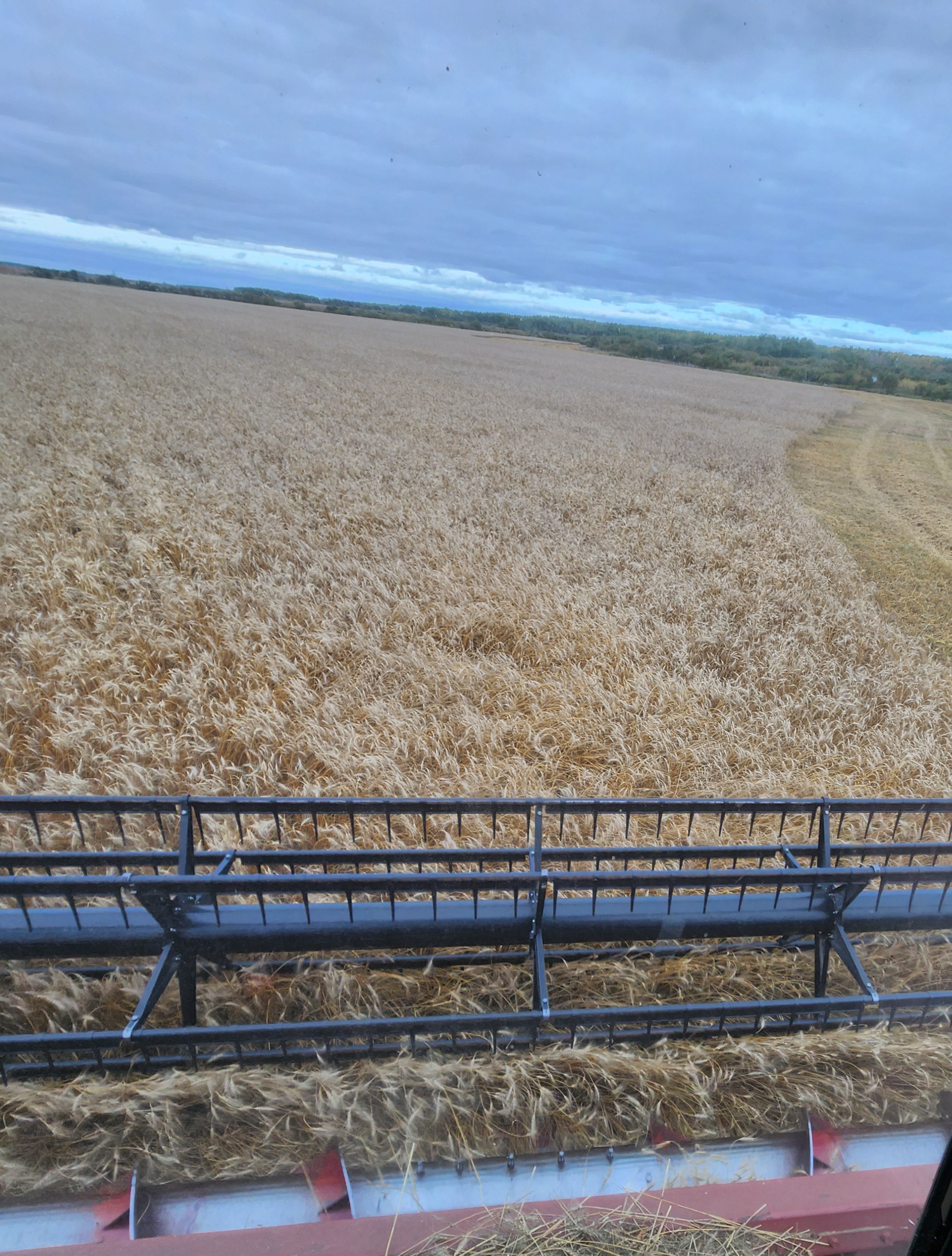 Rolled Barley