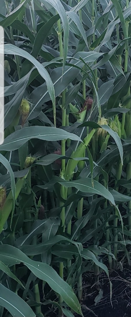 Corn/Oats/Wheat/Sunflower Blend