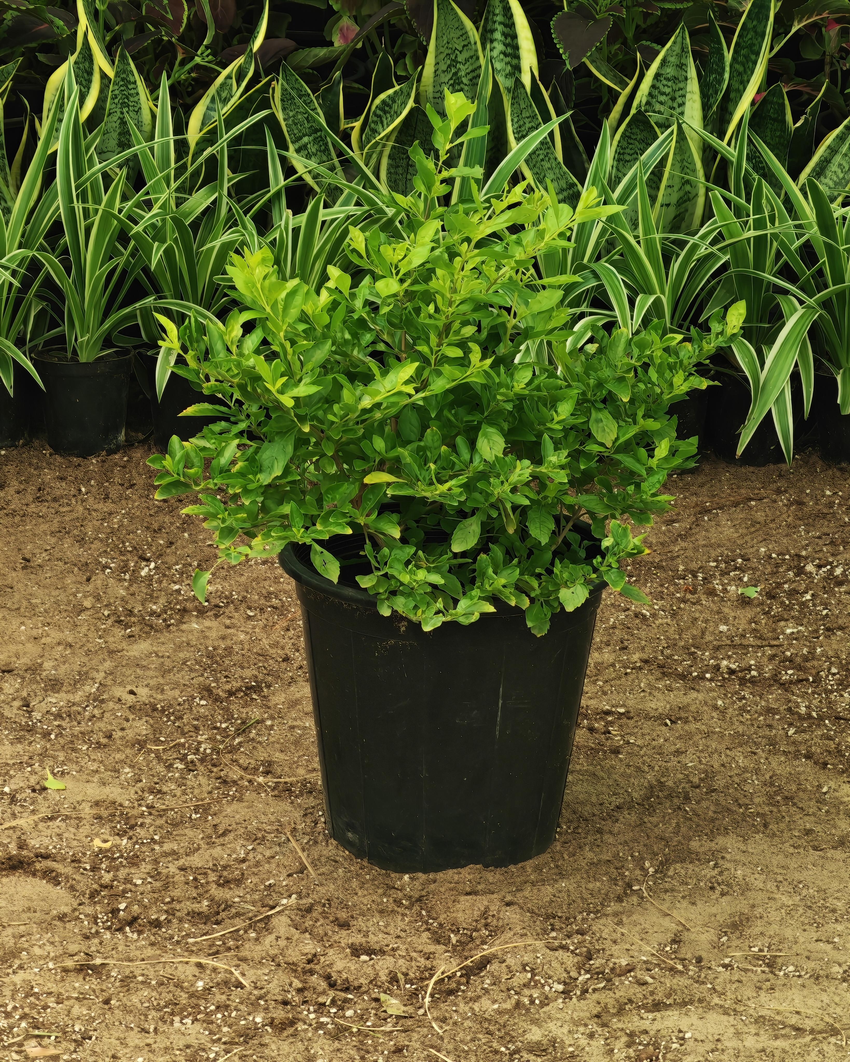 دورنتا ليموني 25 سم