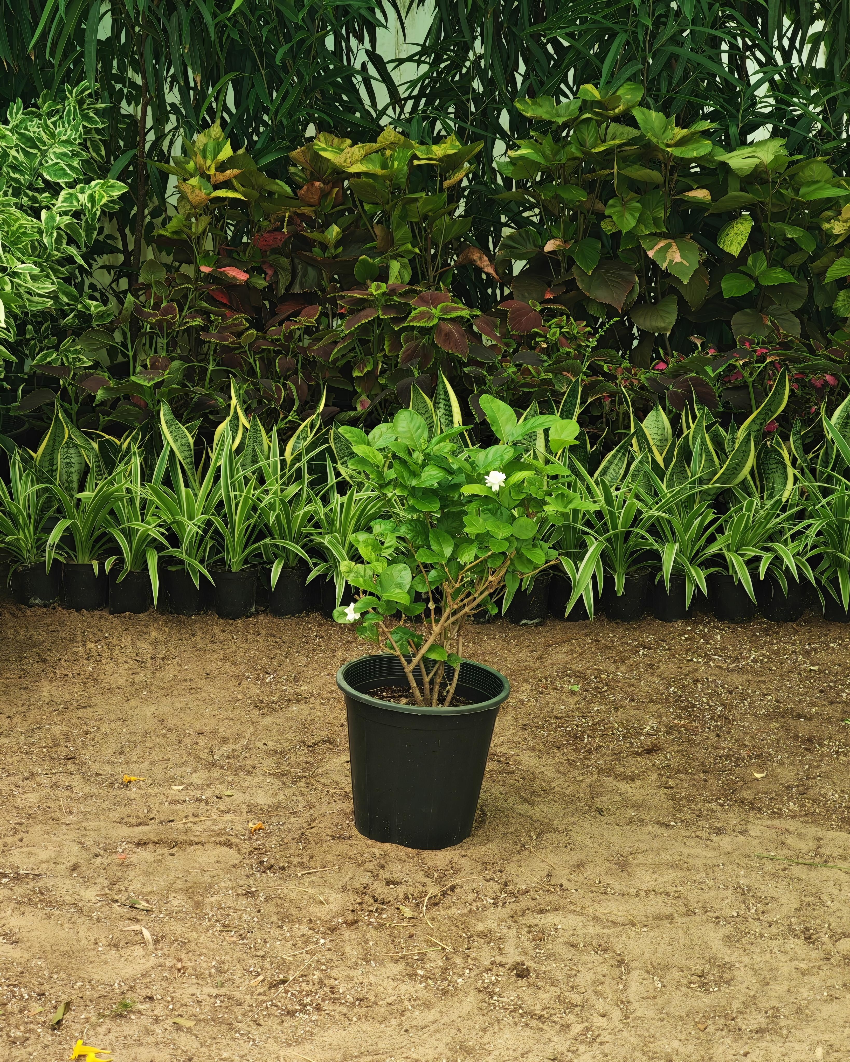 فل مصري 25 سم