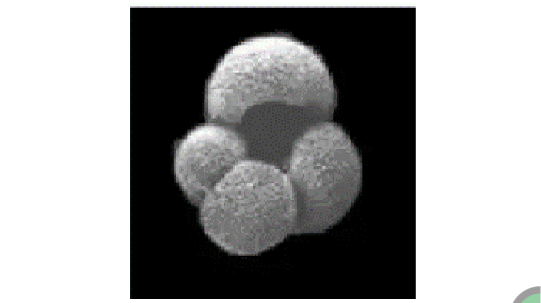Globigerina