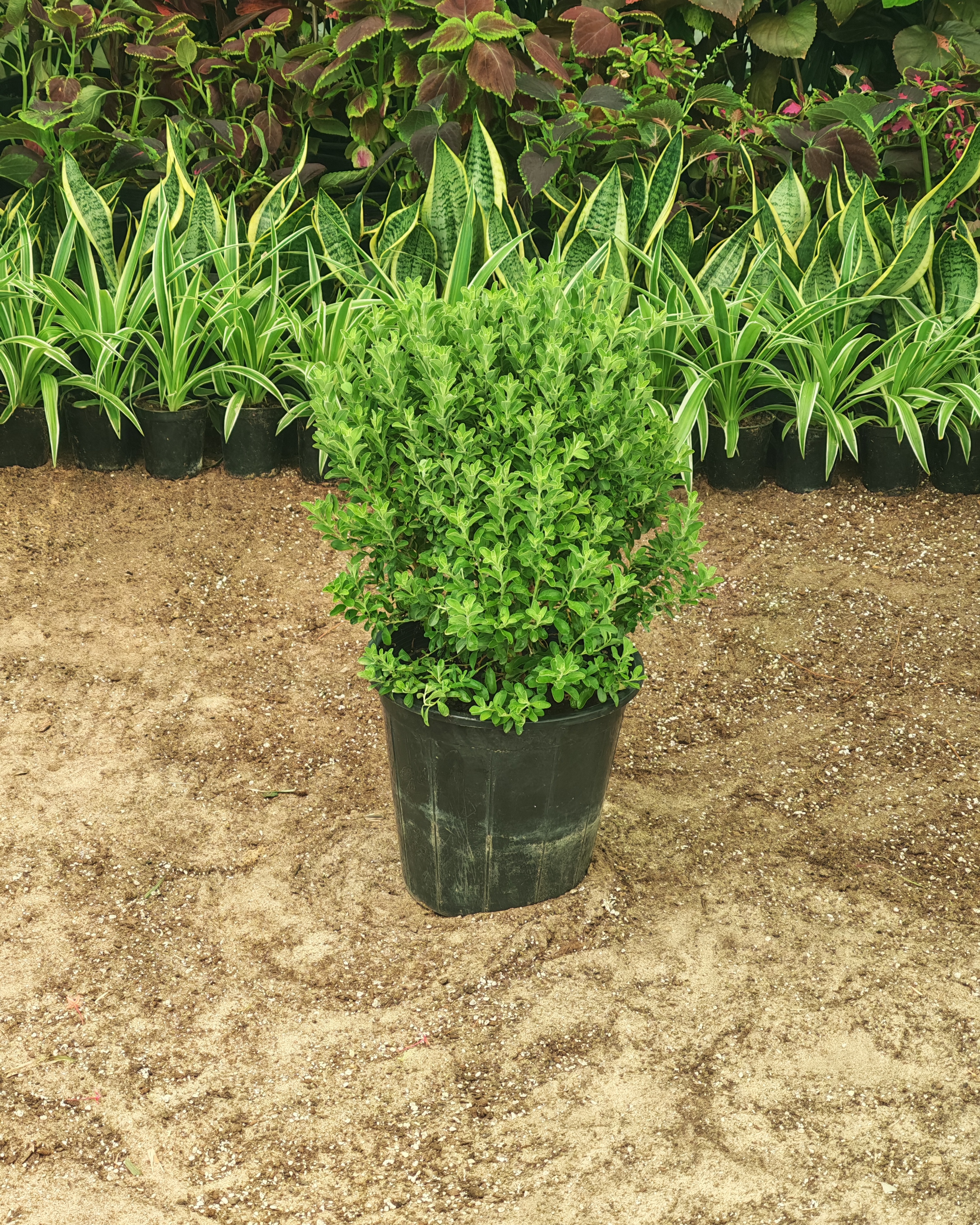 ليكوفليوم 25 سم