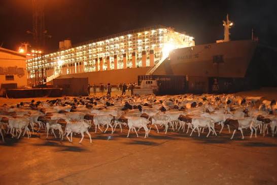 A view of the bustling Berbera Port in Somaliland, a key hub for livestock trade.
