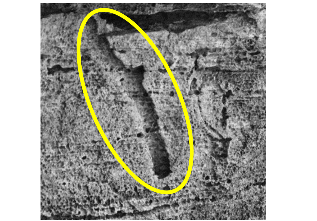 Trace Fossil