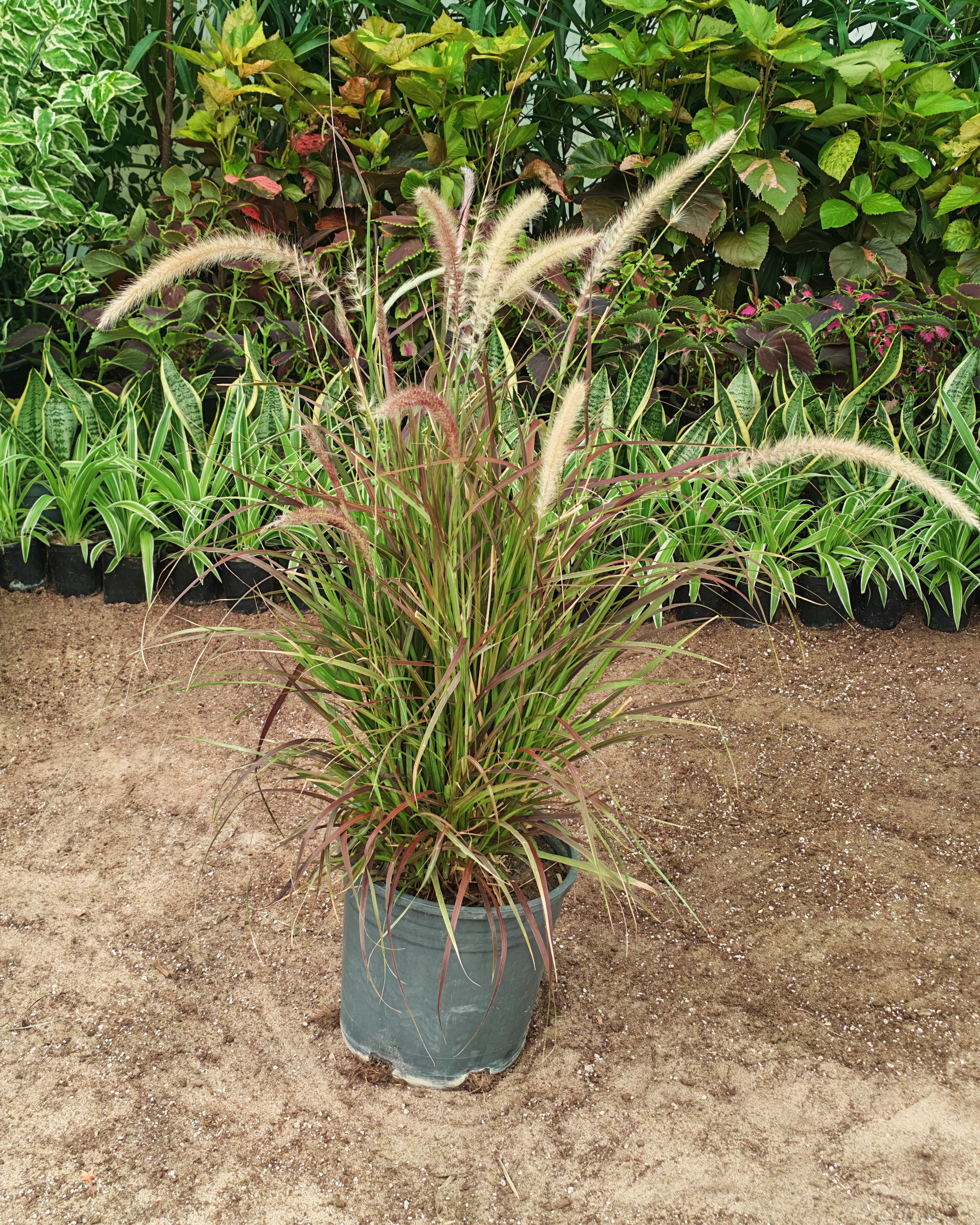 حلفا خضراء 25 سم